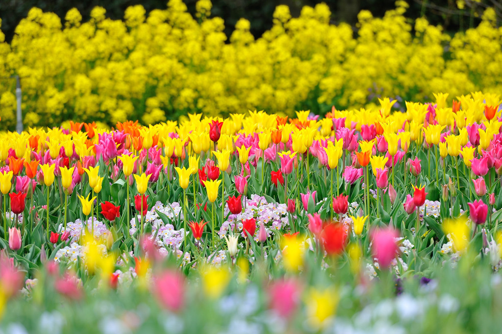 Jardin de la tulipe .3