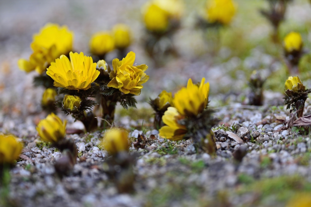 　Amur adonis .