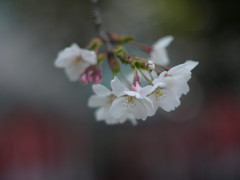 儚桜