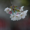 儚桜