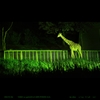 Night Zoo .2