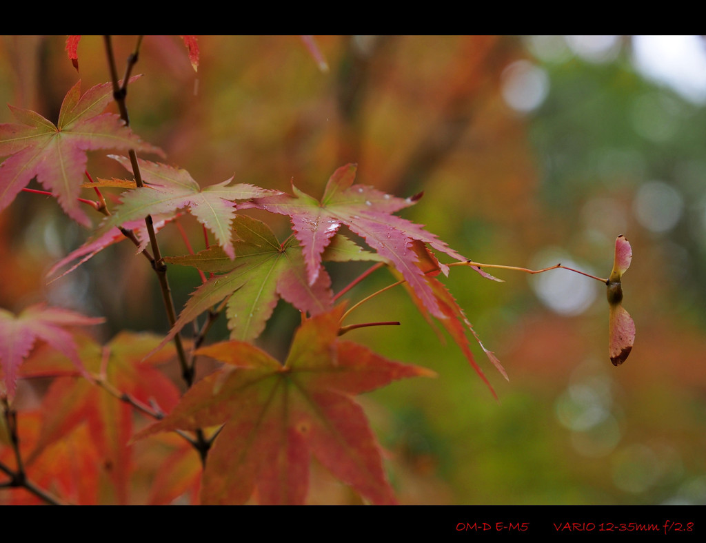Autumn Color.2