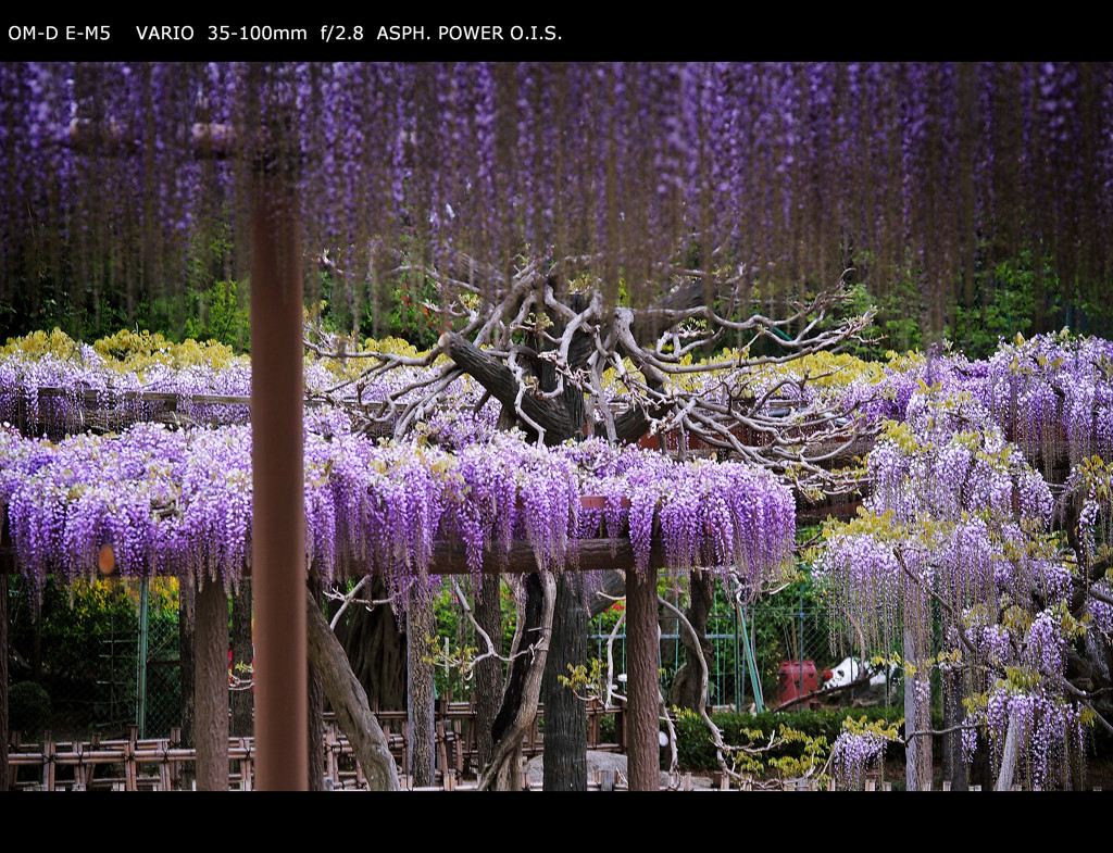 天王川公園.1