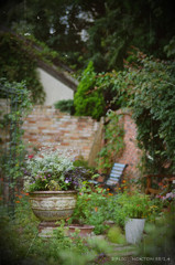 un jardin des fleurs.1