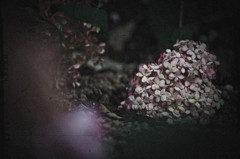 Hydrangea For galleries2