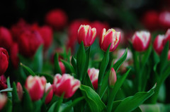 Tulipa gesneriana .1