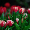 Tulipa gesneriana .1