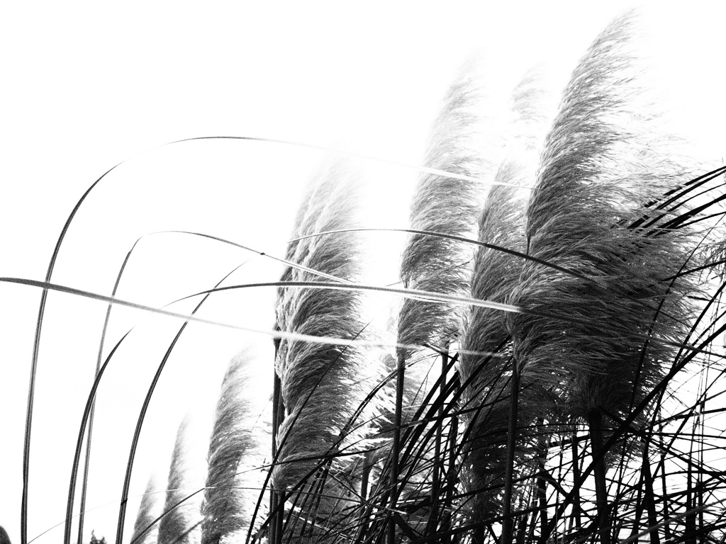 on the wind.1