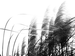 on the wind.1