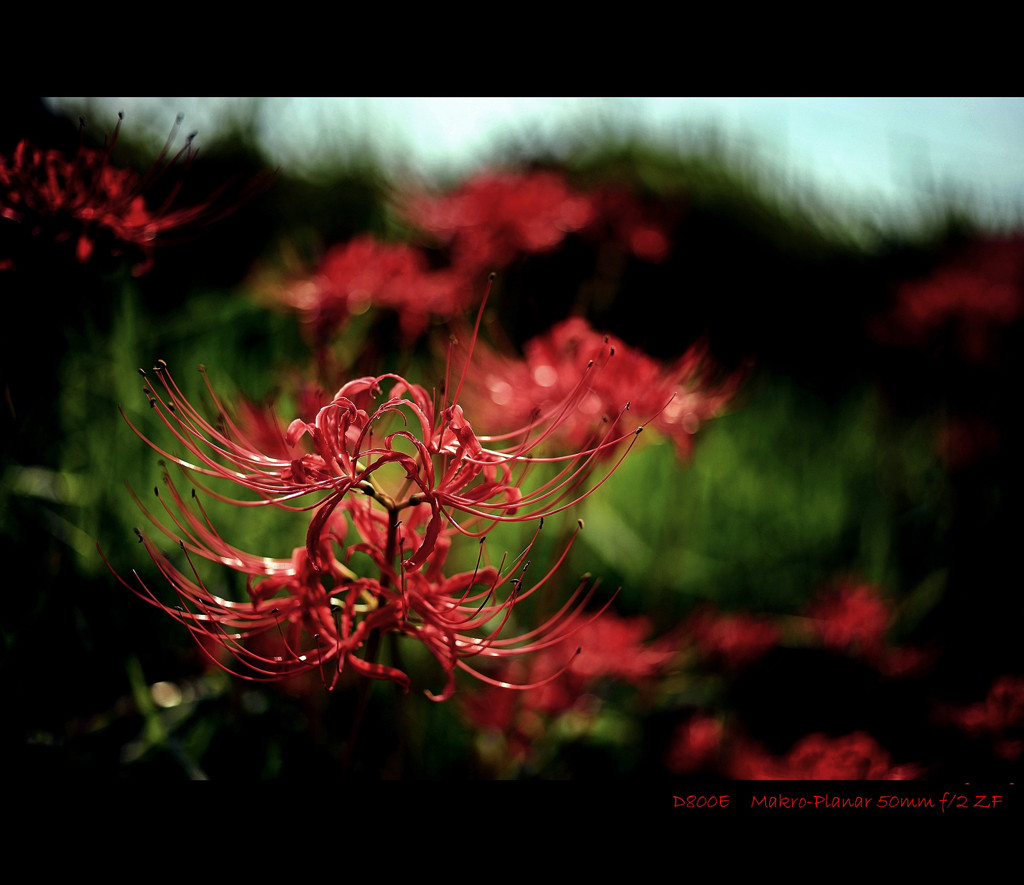 spider lily.O
