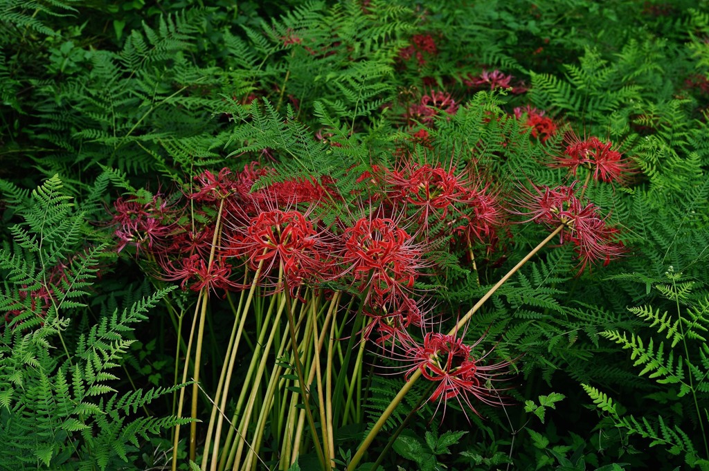 鮮華.2