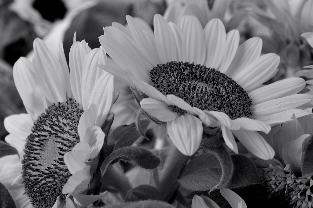 Sunflower girl 　Ａ