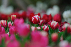 Tulipa ～ぼくのマドンナ