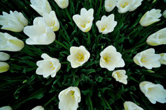 Blanc
