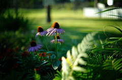 Dream Cosmos Field.6