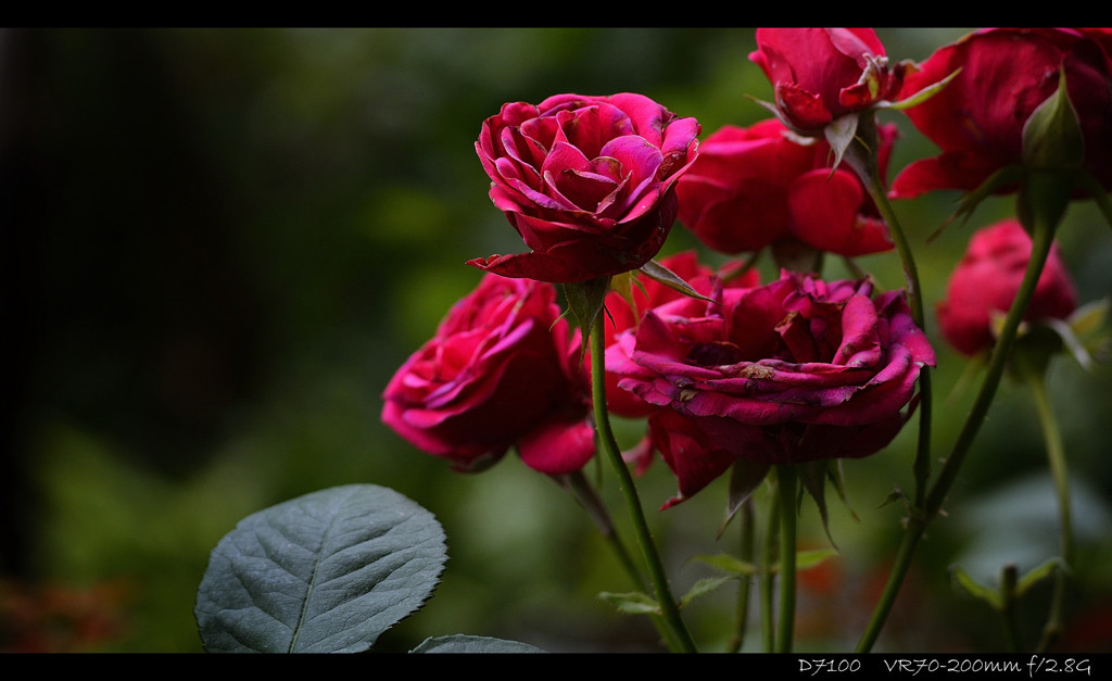 Jardin.8