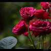 Jardin.8