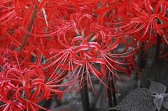 炎華.5