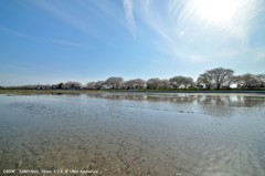 桜道