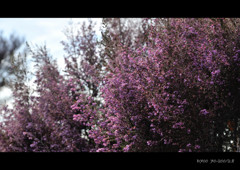 very-pale-violet～癒彩