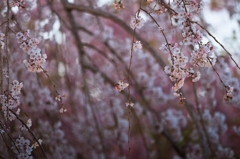 ｓａＫｕｒａ.