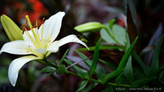 fleur d'un lis.blanc