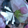 サクラ.700ct