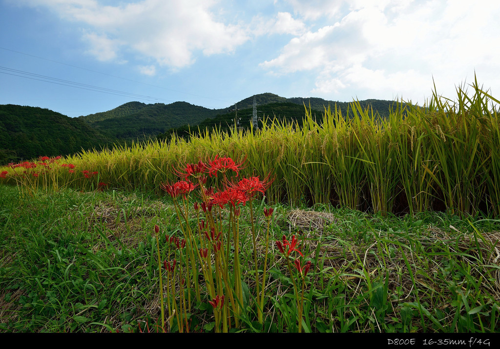 spider lily.C