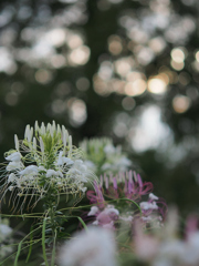 Flower fireworks.1