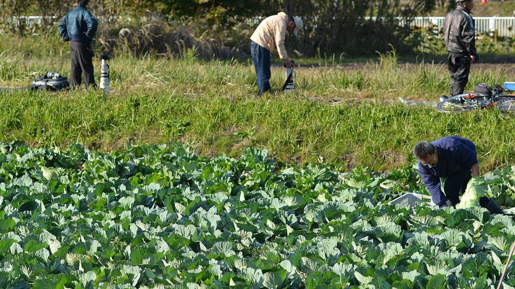 それぞれの収穫