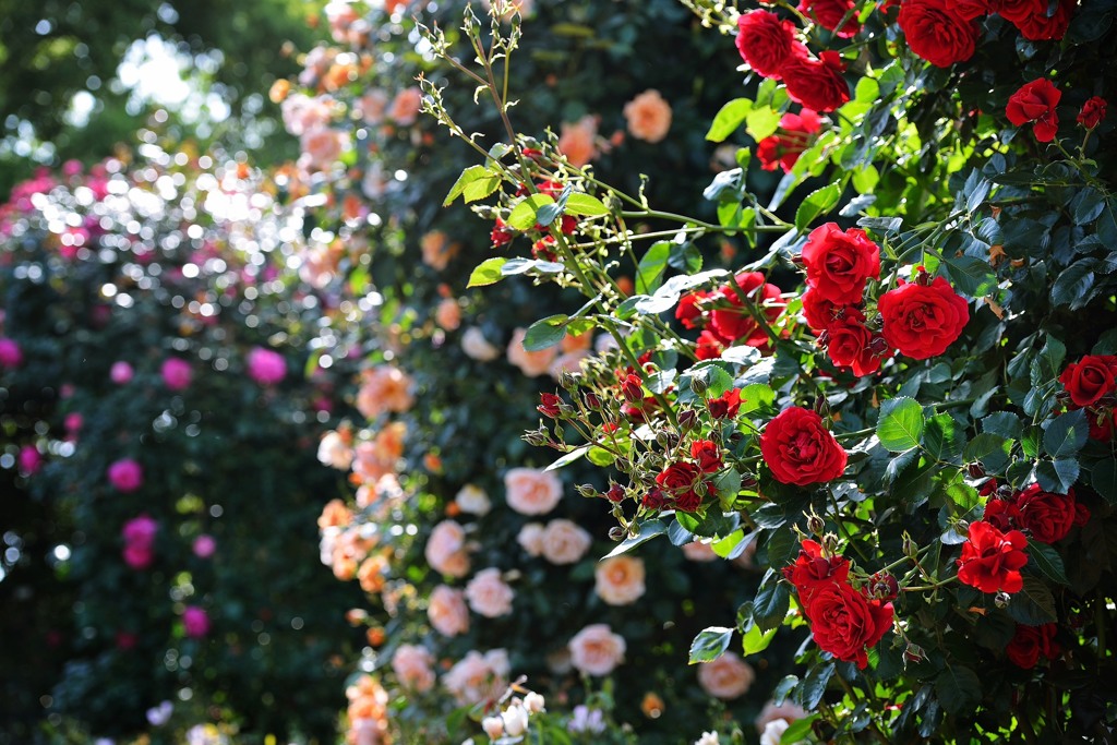 Rose Color.4