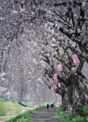  桜 並 木  .