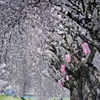  桜 並 木  .