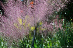 Le bon jour d'automne./un