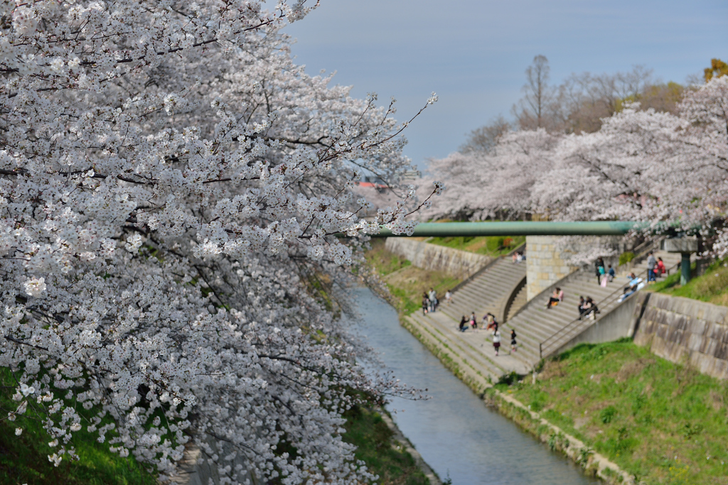 山崎川