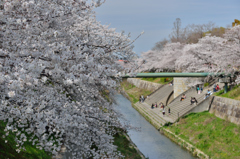 山崎川