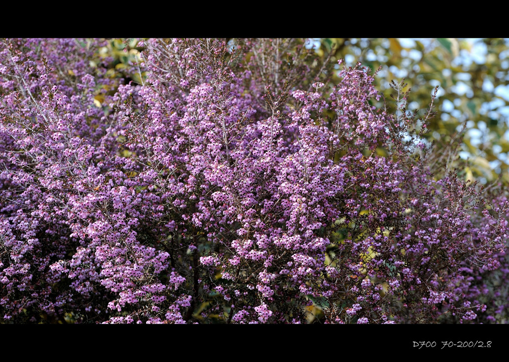 very-pale-violet.1