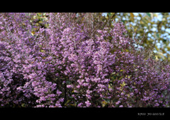 very-pale-violet.1