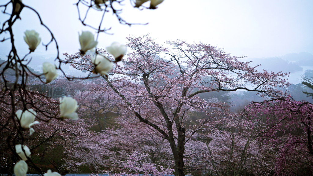 霞 桜　.2