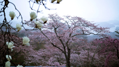 霞 桜　.2