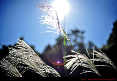 stock photo ver8