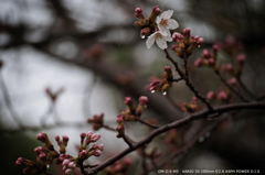 寒桜.1