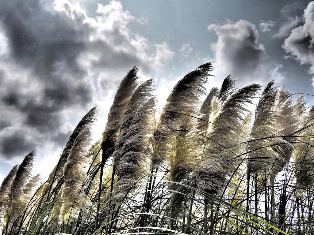 on the wind.2