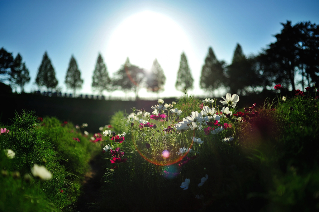 Dream Cosmos Field.