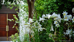 Jardin.3