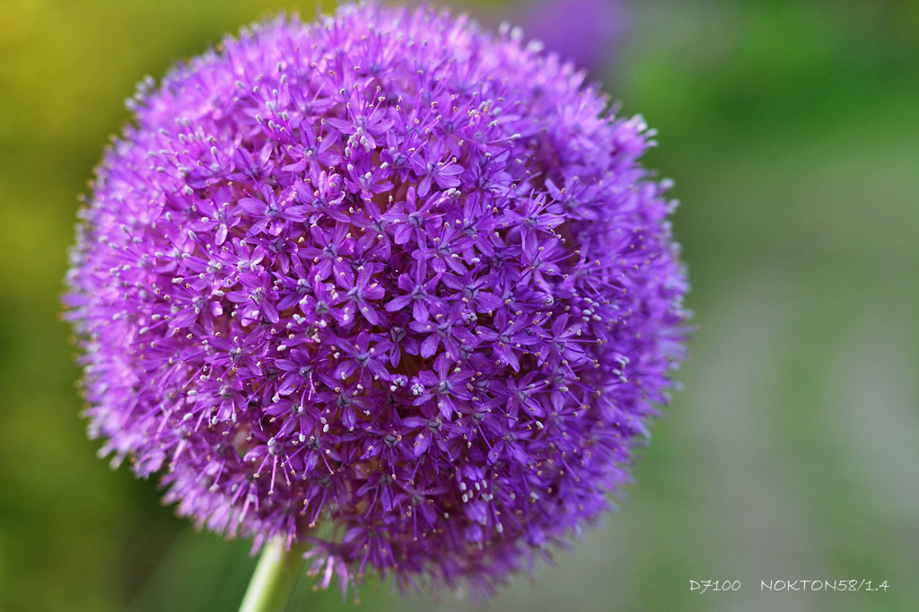 Pourpre balle.2