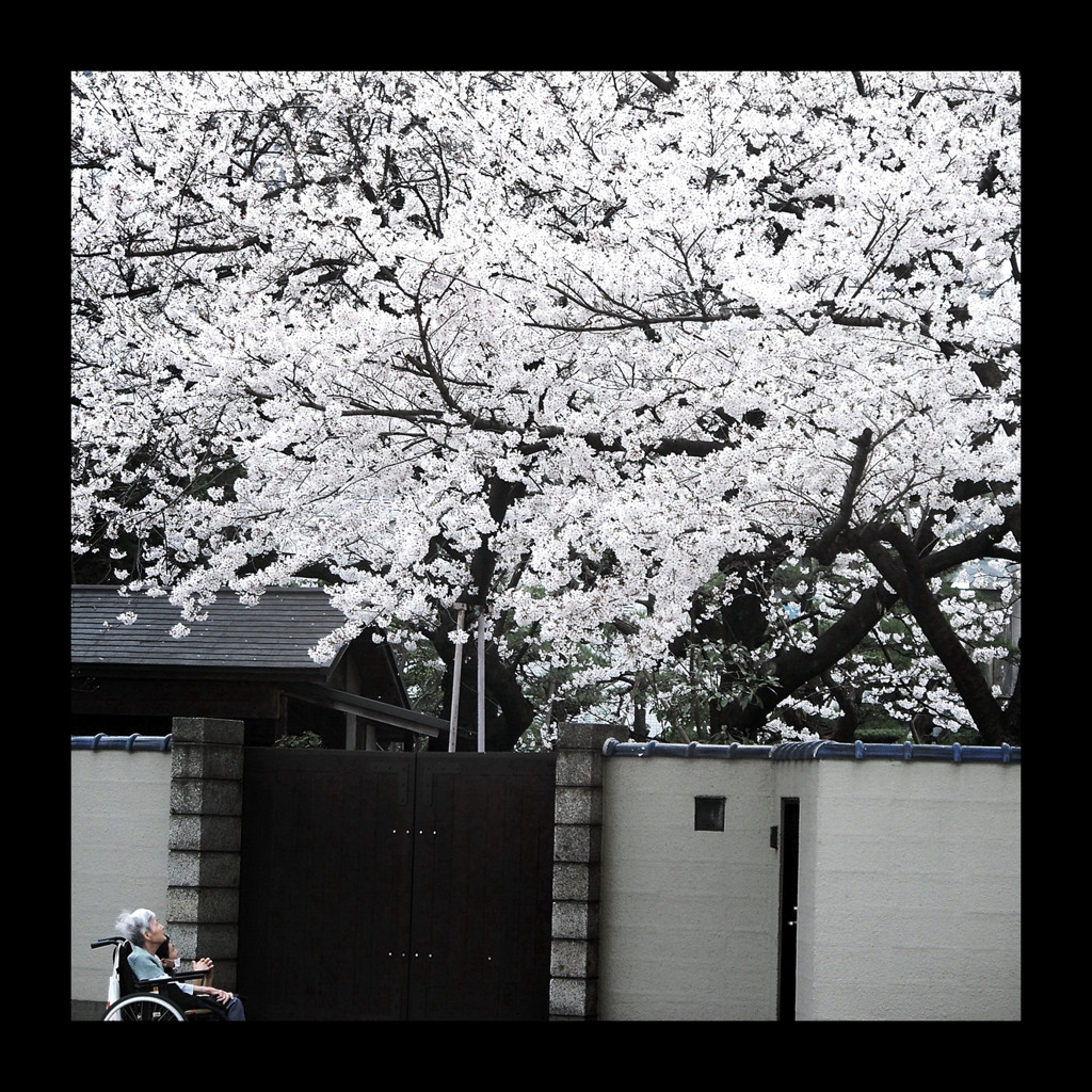 翁桜