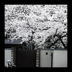 翁桜