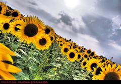 Sunflower.3