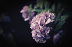 Hydrangea For galleries4